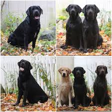 Below are our newest added pups available for adoption in ohio. About Us Newlander Labradors