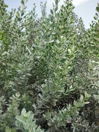 Image result for Conocarpus erectus