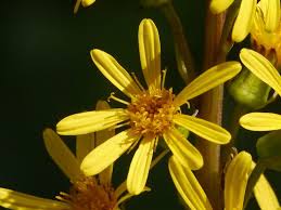Image result for Ligularia sibirica