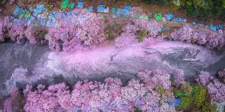 Memiliki lukisan dinding taman bunga untuk hiasan smartphone anda, tentunya kalian akan bahagia saat sedang memainkan hp kamu. Keindahan Negeri Sakura Di Musim Hujan Bak Lukisan Merdeka Com