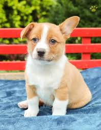 We invite you here to see our beautiful family. Samantha Boston Corgi Puppy For Sale In Rebersburg Pa Happy Valentines Day Happyvalentinesday2016i