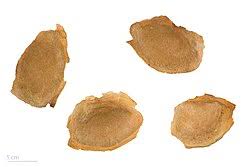 Image result for Khaya