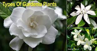 We did not find results for: Gardenia Varieties Types Of Gardenia Plants Landscape And Potted