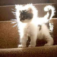 Do You Even Praise The Sun Static Cat Does Imgur