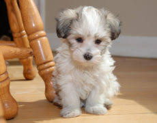 Havapoo (Havanese X Poodle Mix) Info, Temperament, Puppies, Pictures