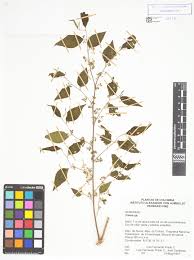 Image result for Trema sp A