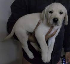 When there is an availability, there are several case when any dog parent family wants to give their. Top 10 Pet Shops For Labrador Dog In Vasai East Best Labrador Dog Dealers Mumbai Justdial
