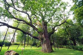 • jego wiek szacuje się obecnie na około 650 lat. Legendy Polskie Dab Bartek