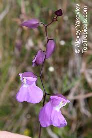 Image result for Utricularia