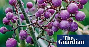 Plantaddicts.com has been visited by 10k+ users in the past month Gardens Berries That The Birds Won T Steal Gardens The Guardian