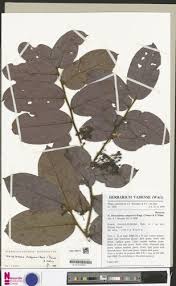 Image result for Dactyladenia