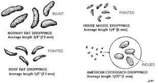 Dung beetles use manure as a nursery for their eggs, and african ovenbirds have even been known to make nests from it. Rat Poop 101 How To Identify And Clean Rat Droppings Safely