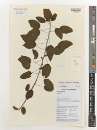 Image result for Acalypha welwitschiana