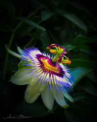 Image result for Passiflora caerulea