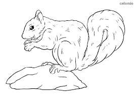 Squirrel coloring pages for kids you can print and color. Forest Animals Coloring Pages Free Printable Forest Animals Coloring Sheets Page 4