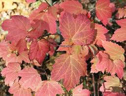 The emphasis in garden plants is on attractive blooms, scented blooms, berries and exceptional fall color. Maple Leaf Viburnum Jean S Garden