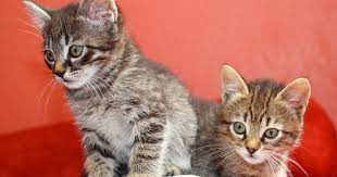 Neutering your cat helps to prevent unwanted pregnancies and the spread of diseases such as fiv and felv. Does It Matter What Age You Neuter Your Kitten