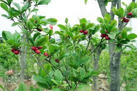 Image result for Synsepalum