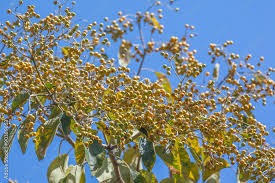 Image result for Cordia africana