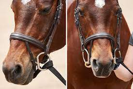 How to lunge a horse with a bridle. Solved How To Lunge A Horse Safely