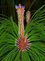 Pinabete (Pinus maximinoi) | ITTO