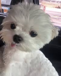 8 Best Dog Food For Maltese Review Nutrition Guide 2020 Baby Animals Funny Cute Animals Cute Puppies