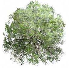 Tree Photoshop Watercolor Trees Tree Textures Architecture Graphics Landscape Drawings Architecture Sketch L Tree Photoshop Watercolor Trees Landscape Drawings