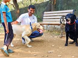 Cesar millan is perhaps the world's most famous dog trainer. Man Quit Dh45 000 Job To Become Dog Trainer Uae Gulf News