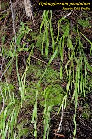 Image result for Ophioglossum thomasii