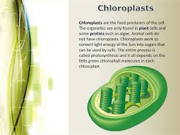 Animal cells and plant cells have features in common, such as a nucleus, cytoplasm, cell membrane, mitochondria and ribosomes. Eukaryotic Cell Structure Online Presentation