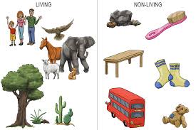 Organized, respond, use energy, grow and develop, reproduce. Summary Of Living Things Geography Mammoth Memory Geography