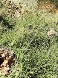 Image result for Stuckenia