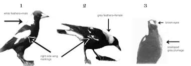 Their long, graduated tails often make up over half their total length of some 50 cm. Identifying Magpies In The Field Is Generally Simple Wing Markings Are Download Scientific Diagram