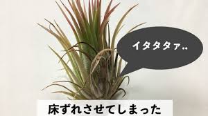 床ずれさせてしまった エアープランツ イオナンタ マキシマの反省点と優秀アイテムを紹介 オルカのまいにち