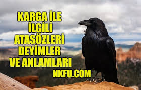Karga Ile Ilgili Atasozleri Deyimler Ve Anlamlari Aciklamalari Karga Gecen