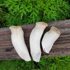 Resipi sup cendawan vegan ini bebas tenusu dan lazat! Mushroom Titans Resipi Sup Cendawan Berkrim Bahan Bahan Facebook