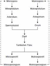 Mari belajar tentang metagenesis tumbuhan paku dan skema metagenesis paku homospora dan paku heterospora. Noministnow Gambar Bagan Metagenesis Paku Homospora Heterospora Dan Peralihan