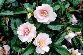 Camellia Sasanqua Jean May Camellia Jean May Rhs Gardening Camellia Showy Flowers Camellia Tree