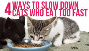 4 Ways To Slow Down Cats Who Eat Too Fast Cats Fur Baby Cat Cat Care