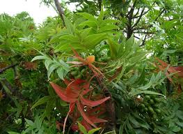 Image result for Harpephyllum afrum