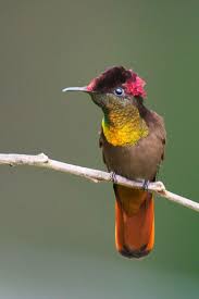 Birds That Start With R Pin On Animals