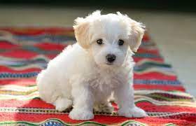 15 min from cincinnati ohio. 9 Fascinating And Little Known Facts About A Teacup Maltese All Things Dogs All Things Dogs