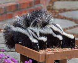 First Baby Skunks At Wildcare Wildcare