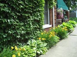 Stella D Oro Day Lilies Hosta June And Friends Hosta June Day Lilies Shade Plants