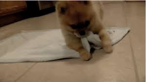 Please like our video and. The 40 Cutest Gifs In The History Of The Internet Cute Animals Cute Dogs Baby Animals