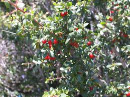 Image result for Rhamnus staddo