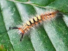 Be on the lookout for tussock moth caterpillars