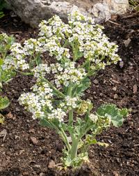 Image result for Crambe