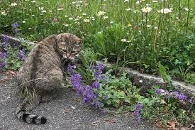 Known as brigadier broccoli, this dainty tabby cat lives at a swiss army base and has the status of an official army animal. Broccoli Die Armeekatze Ausser Dienst Swi Swissinfo Ch