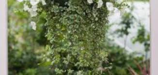 Check spelling or type a new query. How To Care For A Bridal Veil Hanging Plant Hunker Bridal Veil Plant Bridal Veil Bridal Veils And Headpieces